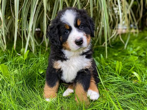 Bernese Mountain Dog – Puppies from PA