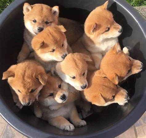 Conheça tudo sobre a raça Shiba Inu