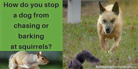 How do you stop a dog from chasing or barking at squirrels? ~ Raising Your Pets Naturally with ...