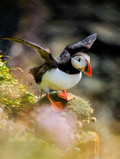 Birds image. Puffin in Iceland. | Nature Stock Photos ~ Creative Market