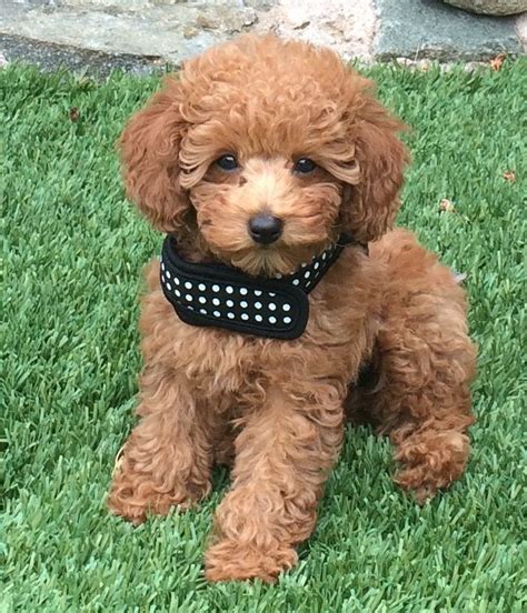 Goldendoodle Puppies Nc Gorgeous Goldendoodle Puppies - rockymountaineering