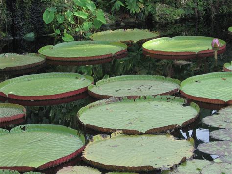 Victoria amazonica (Giant water lily)