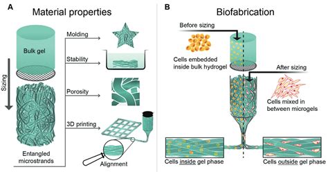 Microgel/Microstrands – Tissue Engineering and Biofabrication | ETH Zurich