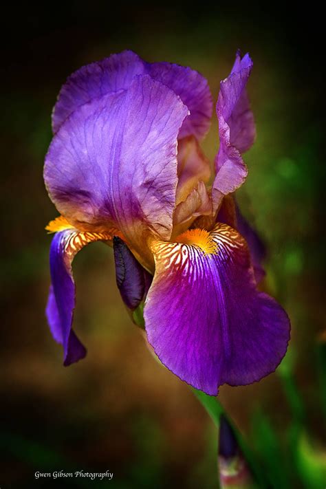 Purple Iris Flower Bearded Iris Plant Lover Gift Vibrant