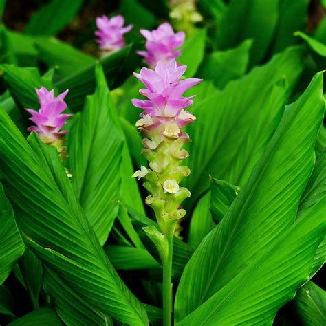 Curcuma Longa | Turmeric Root | Flowering Ginger Curcuma Longa Rhizomes ...