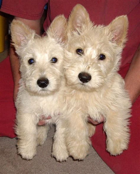 17 Best images about Scottish Terrier Puppies on Pinterest | Instagram ...