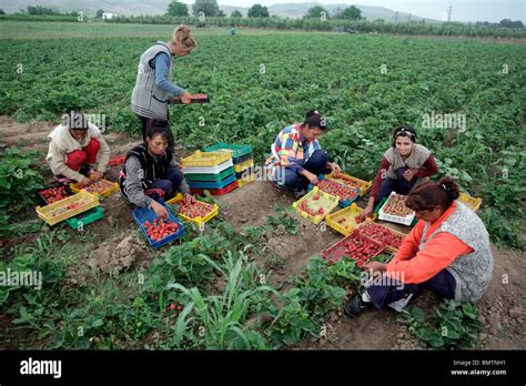 Picking fruit farm workers hi-res stock photography and images - Alamy