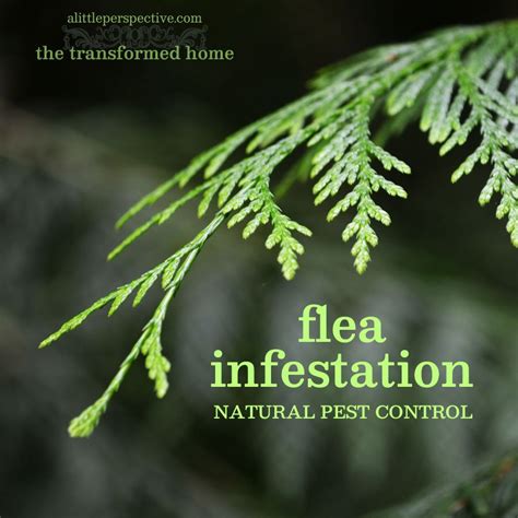 flea infestation natural pest control