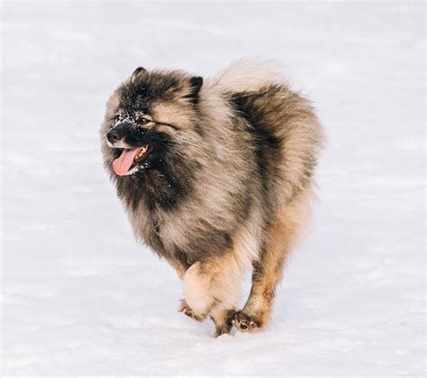 Are Keeshond dogs hypoallergenic? - Adopt a Pet