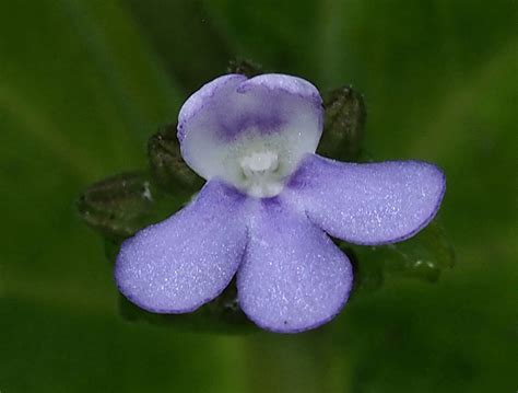 Epithema horsfieldii (Gesneriaceae) image 205650 at PhytoImages.siu.edu