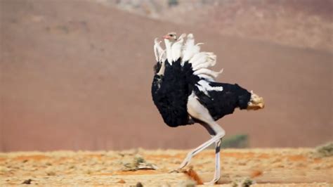 Ostrich Gives the Performance of His Life | The Mating Game | BBC Earth ...