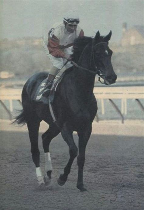 Ruffian Racehorse Quotes. QuotesGram