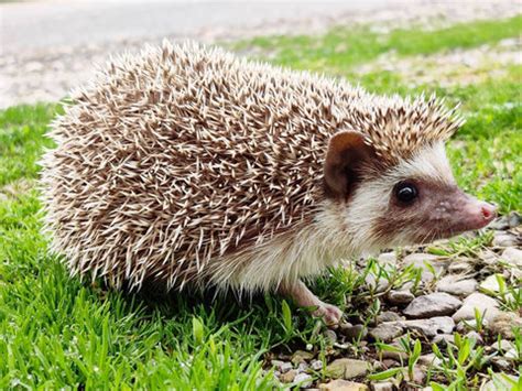 African Pygmy Hedgehog| The Reptiles of Eden