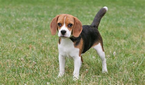 Pocket Beagle Dog Info, Temperament, Training, Puppies, Pictures