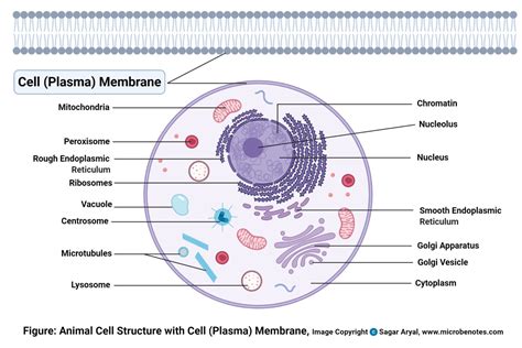 Animal Cell: Structure, Parts, Functions, Labeled Diagram