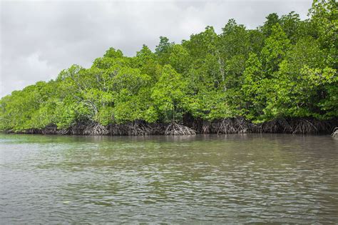 Mangrove tree at Havelock island, Andaman and Nicobar, India | Stock ...