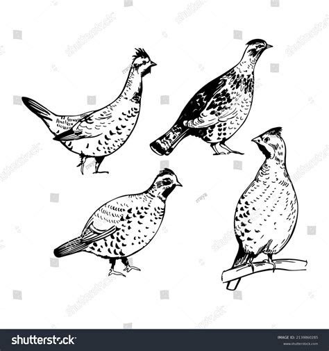 Handdrawn Hazel Grouse Vector Sketch Illustration Stock Vector (Royalty ...