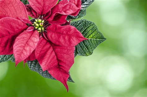 Christmas Flower Free Stock Photo - Public Domain Pictures