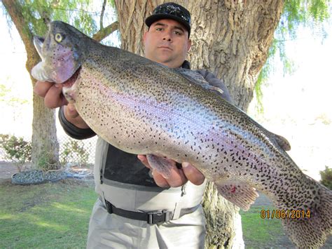 Lake Elsinore Fishing Report 2020 - Unique Fish Photo