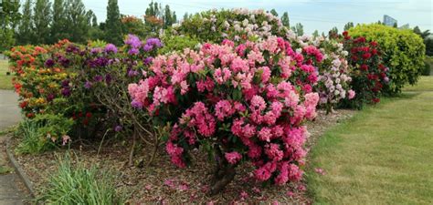 Shrubs: Evergreen and Deciduous Plant Types for Mixed Bed Plantings | Types of plants, Shrubs ...