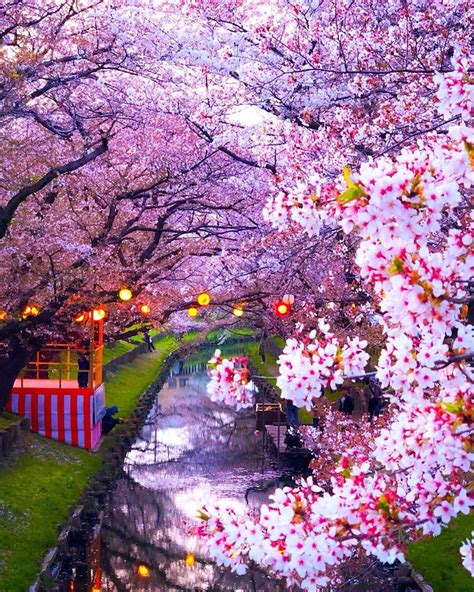 Nature on Instagram: “Cherry blossoms at Shingashigawa river 🌸 Saitama ...