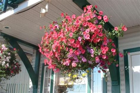 Image detail for -The following list of hummingbird plants for hanging baskets is by not ...