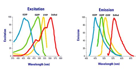 Spectra of common fluorophores | Duke Light Microscopy Core Facility