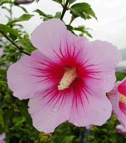 hibiscus korean national flower - Climax Webcast Photogallery