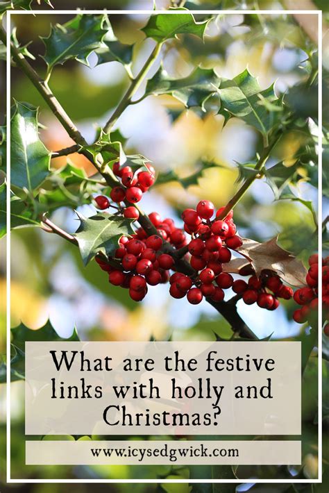 What are the festive links with holly and Christmas?