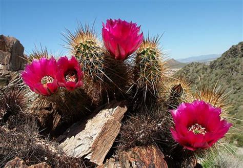 Sonoran Desert Flowering Shrubs | Best Flower Site