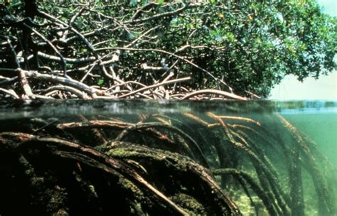 Manglar - Wikipedia, la enciclopedia libre