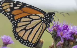 Pollinator Spotlight: Butterflies - Youth in Food Systems