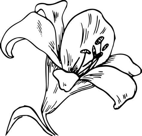Calla lily flower drawing free image download