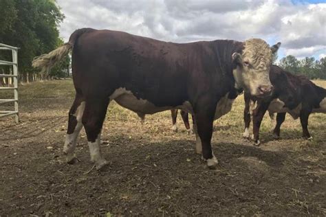 2 Pedigree Hereford Breeding Bulls | SellMyLivestock - The Online ...