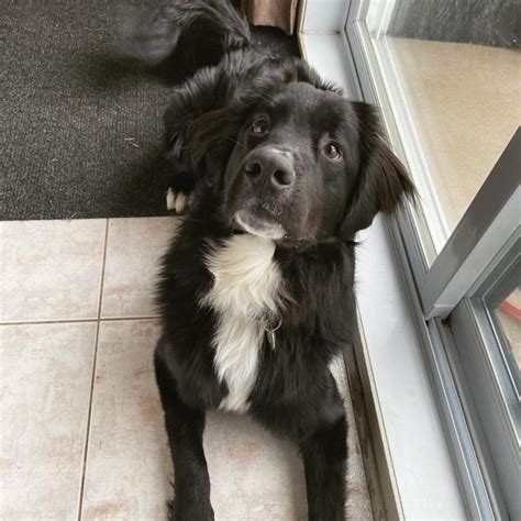 Labernese: Labrador Retriever & Bernese Mountain Dog - The Dogman