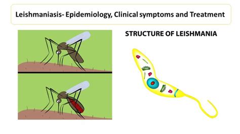 Mucocutaneous Leishmaniasis - Microbiology Notes