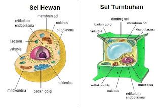 Struktur Sel Hewan dan Tumbuhan - Damn Love It