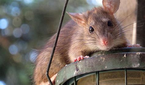 Palm Rats: Florida’s Citrus Tree Loving Pest - Trutech Wildlife Service