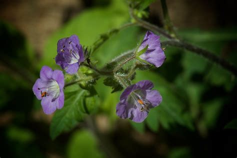 Purple phacelia, Phacelia bipinnatifida | Great Smoky Mounta… | Flickr