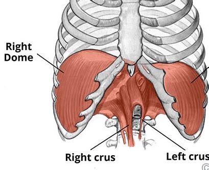 Diaphragmatic Hernia - TeachMeSurgery