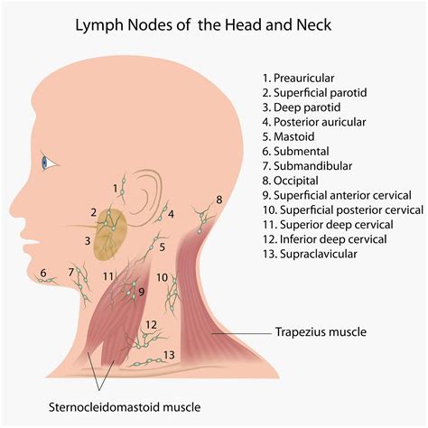 Quest for Health: Bumps, ridges, and soft spots on baby's head