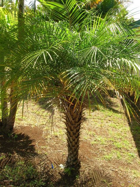 Pin on Palms