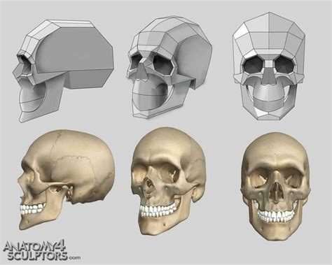 Artist Skull Model at Robert Barker blog