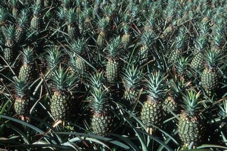 How 19th-century pineapple plantations turned Maui into a tinderbox ...