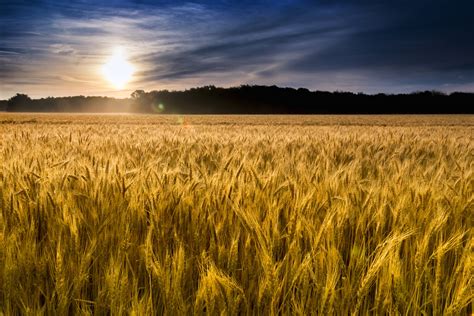 A Wheat Field in Kansas: New Beginnings of the Mind - Official Site Dan ...