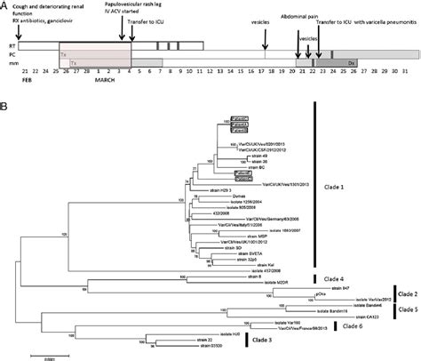 Figure 1 from Viral Genome Sequencing Proves Nosocomial Transmission of Fatal Varicella ...