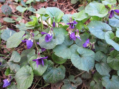 Sweet Violet | Sweet violets, Plants, Wild food