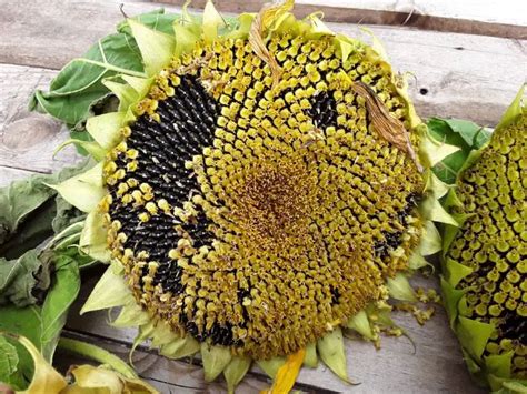 How to Harvest Sunflower Seeds, a Helpful Guide, With Images