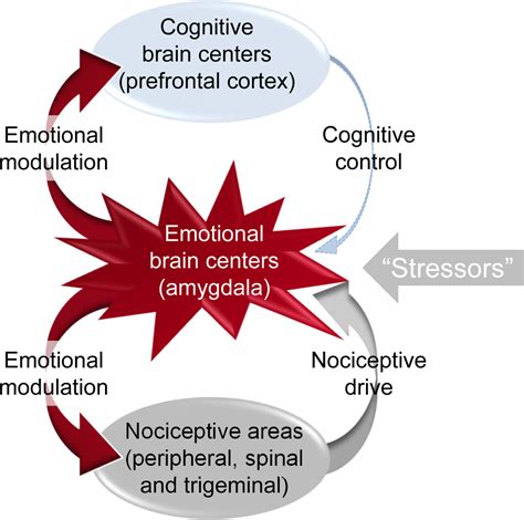 Yes the Amygdala is Involved in Pain - The Pain PT