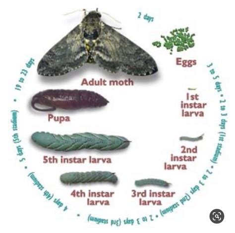 Feeding Behaviors of Manduca sexta – Journal of Research in Progress Vol. 3